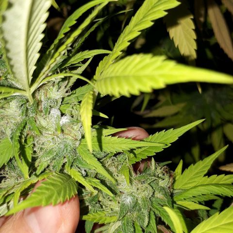 Sweet Purple #2 growlog photo: Plaga: Oidio