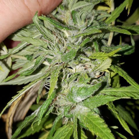 Sweet Purple #1 growlog photo: Plaga: Oidio