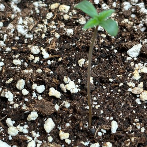 Fast Eddy Automatic growlog photo: Lampe