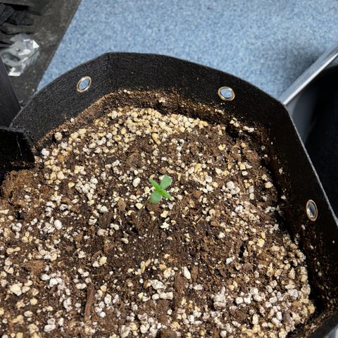 Fast Eddy Automatic growlog timeline photo