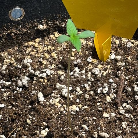Fast Eddy Automatic growlog timeline photo