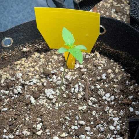 Fast Eddy Automatic growlog photo: Leichte vergilbung sichtbar 