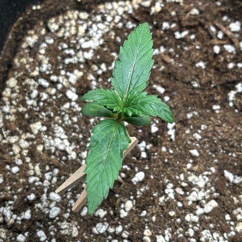 Fast Eddy Automatic growlog photo: Blätter sehen nicht ganz zufrieden aus