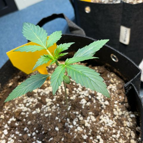 Fast Eddy Automatic growlog timeline photo