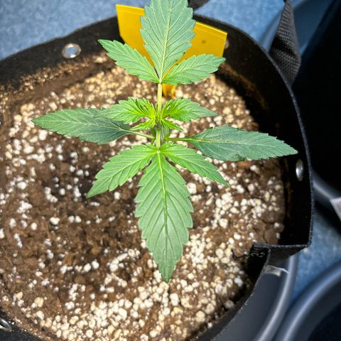 Fast Eddy Automatic growlog timeline photo