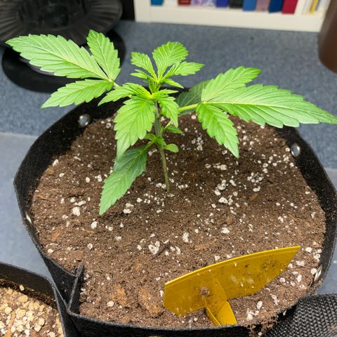 Fast Eddy Automatic growlog timeline photo