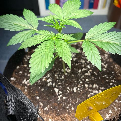 Fast Eddy Automatic growlog timeline photo