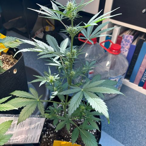 Fast Eddy Automatic growlog timeline photo