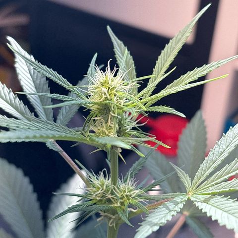 Fast Eddy Automatic growlog timeline photo