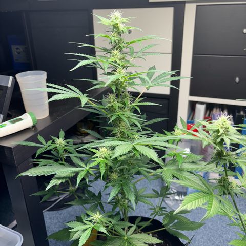 Fast Eddy Automatic growlog timeline photo
