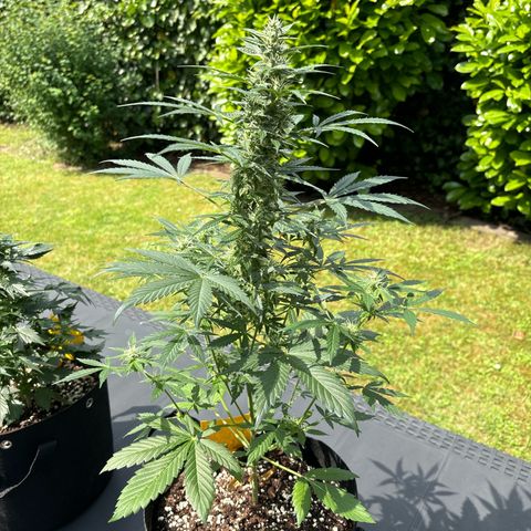 Fast Eddy Automatic growlog timeline photo