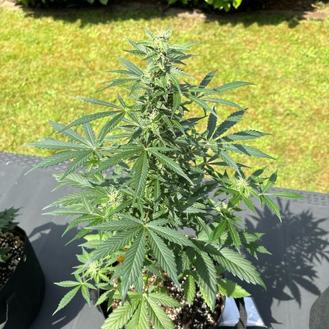 Fast Eddy Automatic growlog timeline photo