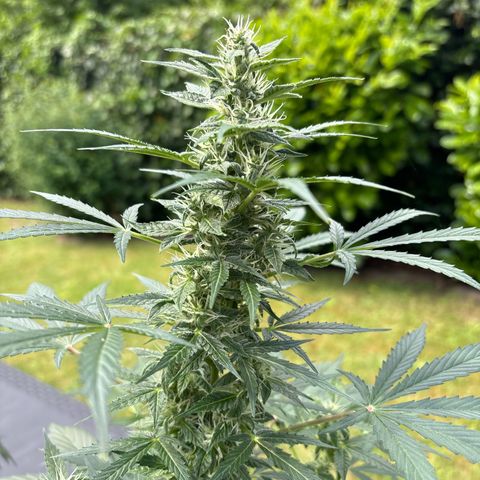 Fast Eddy Automatic growlog timeline photo