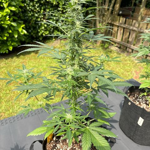 Fast Eddy Automatic growlog timeline photo