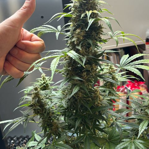 Fast Eddy Automatic growlog timeline photo