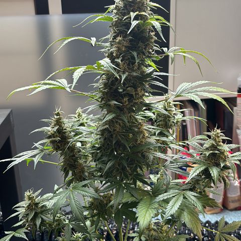 Fast Eddy Automatic growlog timeline photo