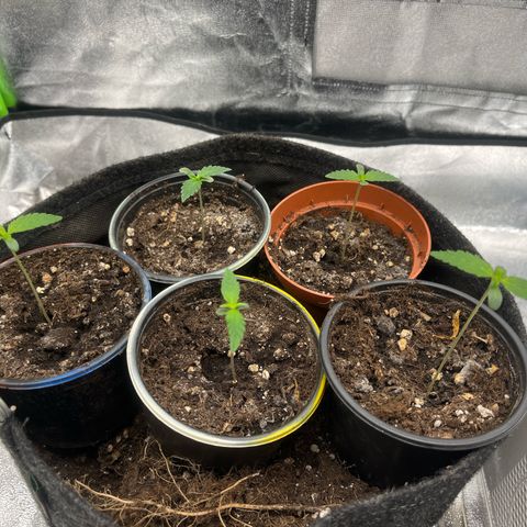 Gorilla growlog timeline photo