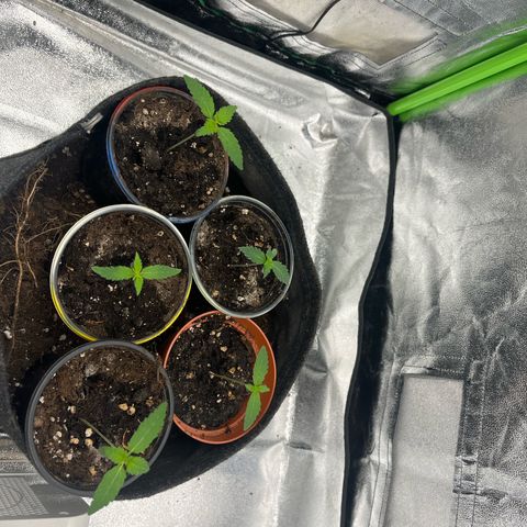 Gorilla growlog timeline photo