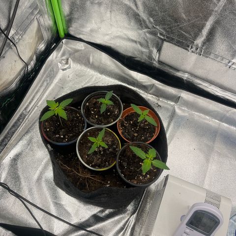 Gorilla growlog timeline photo