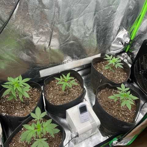Gorilla growlog timeline photo