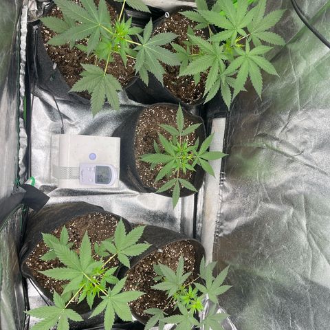 Gorilla growlog timeline photo