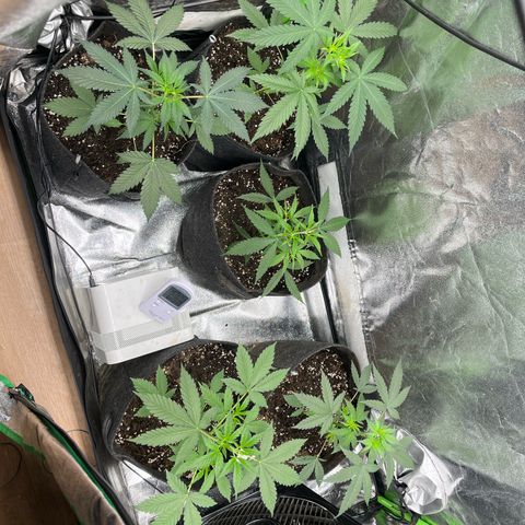 Gorilla growlog timeline photo