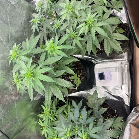 Gorilla growlog timeline photo