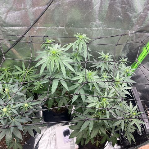 Gorilla growlog timeline photo