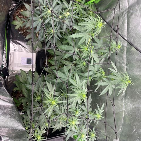 Gorilla growlog timeline photo