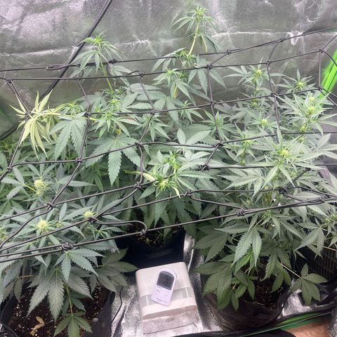 Gorilla growlog timeline photo