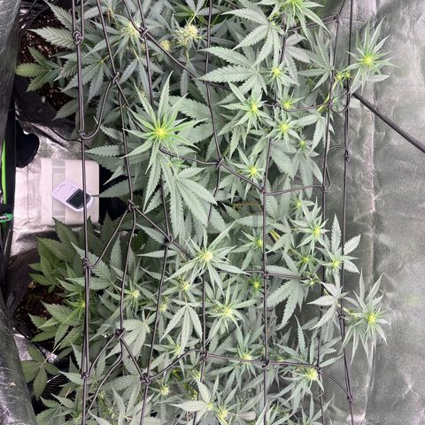 Gorilla growlog timeline photo