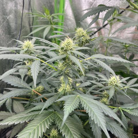 Gorilla growlog timeline photo