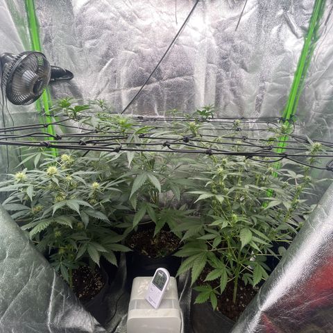 Gorilla growlog timeline photo