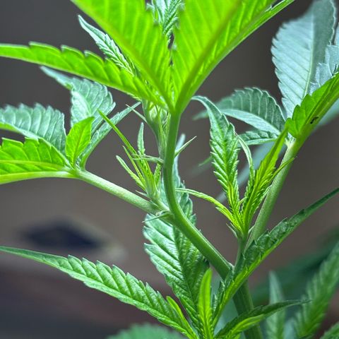 Carmen JAK growlog timeline photo