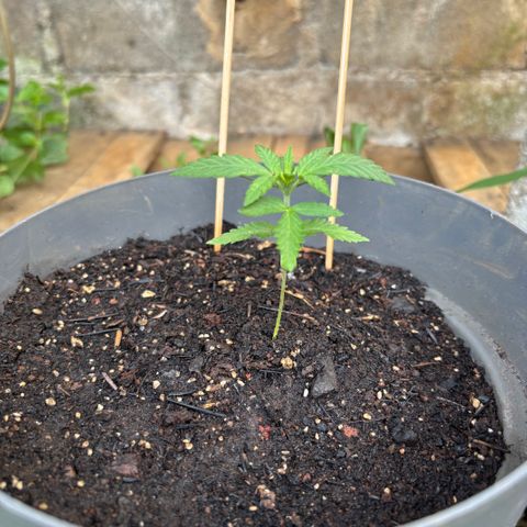 Carmen JAK growlog timeline photo