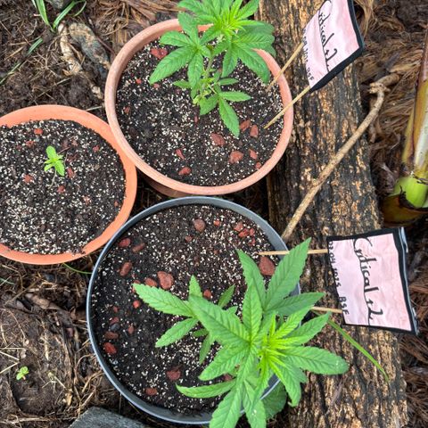 Carmen JAK growlog timeline photo
