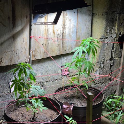 Carmen JAK growlog timeline photo
