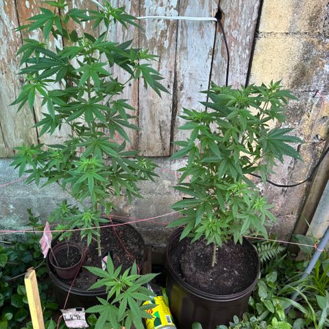 Carmen JAK growlog timeline photo