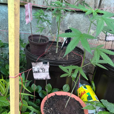 Carmen JAK growlog timeline photo