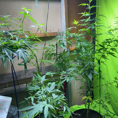 Carmen JAK growlog timeline photo