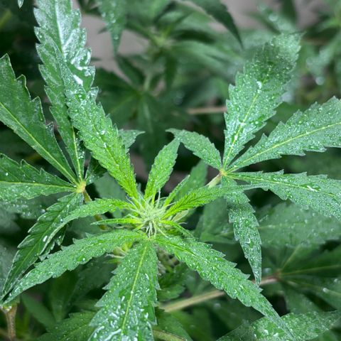 Carmen JAK growlog photo: Desarrollando pistilos, flores empiezan a ser notables