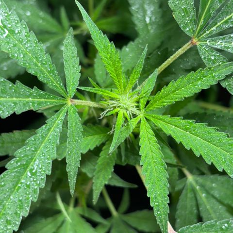 Carmen JAK growlog photo: Desarrollando pistilos, flores empiezan a ser notables