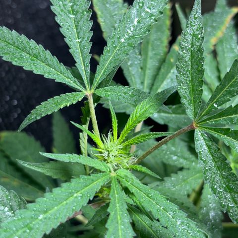 Carmen JAK growlog photo: Desarrollando pistilos, flores empiezan a ser notables