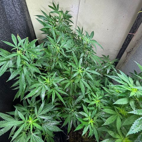 Carmen JAK growlog photo: Desarrollando pistilos, flores empiezan a ser notables