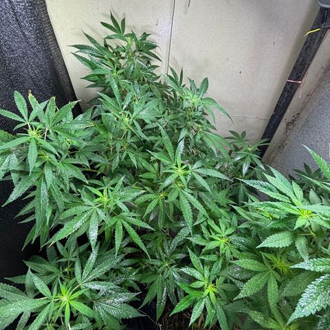 Carmen JAK growlog photo: Desarrollando pistilos, flores empiezan a ser notables