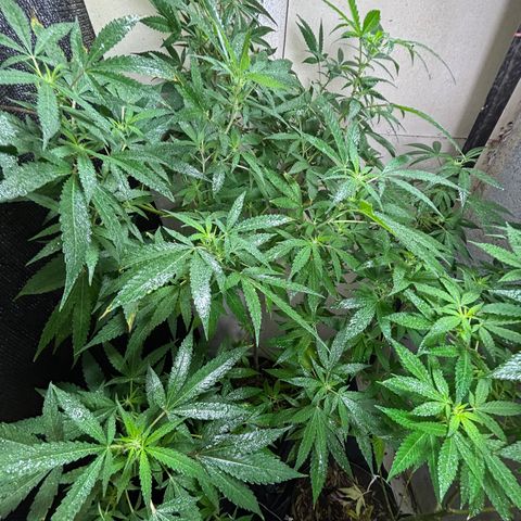Carmen JAK growlog photo: Desarrollando pistilos, flores empiezan a ser notables