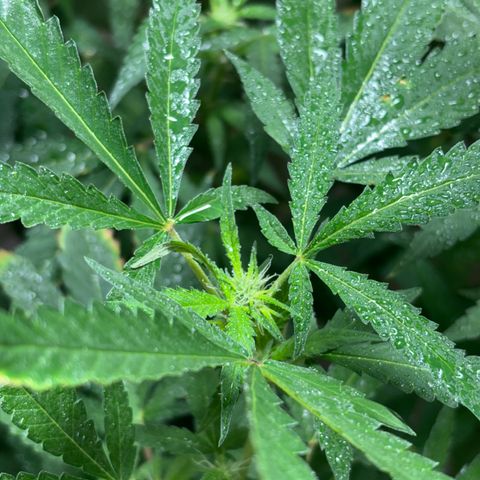 Carmen JAK growlog photo: Desarrollando pistilos, flores empiezan a ser notables