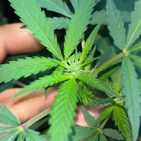 Carmen JAK growlog timeline photo