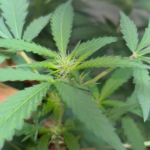 Carmen JAK growlog timeline photo