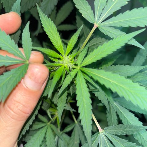 Carmen JAK growlog timeline photo